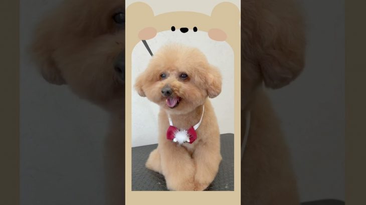 クマさんに磨きをかけた可愛いプードルちゃん? #shorts