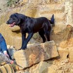 一人一山一狗，石屋建造梯步，迎来客人！