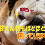 イカツイ顔のブルドッグが甘えん坊に磨きをかけて、母を困らせています…