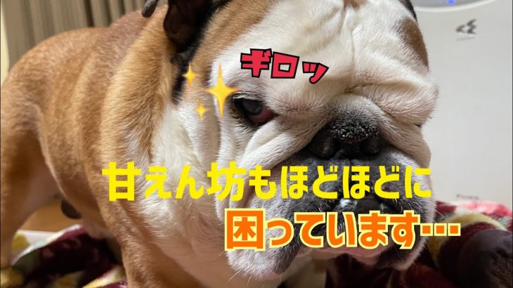イカツイ顔のブルドッグが甘えん坊に磨きをかけて、母を困らせています…