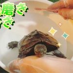 ぼく甲羅磨き好き。クサガメベビーつくの成長記164 亀 クサガメ かわいい My pet Reeves turtle.
