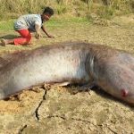 Amazing Hand Fishing Video Underground Big Monster Fish Come Out In River Dry Place #monster_fishing