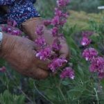 Archive | سال ۱۳۹۸ – 2020 | چیدن  گیاه  دوای علف