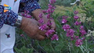 Archive | سال ۱۳۹۸ – 2020 | چیدن  گیاه  دوای علف