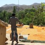 آرشیف_Archive|تابستان سال2020| جمع کردن میوه های تابستان | جاغوری زیبا |