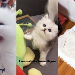 Babies cats are cute ??/ Les chatons sont magnifiques ??