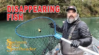 Disappearing Fish!