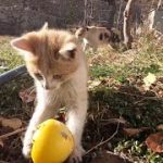 گربه خانگی | Homemade Cat