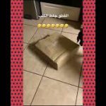 LE CHAT JOUE AU CACHE CACHE AVEC LE CHIEN./THE CAT PLAYS CACHE HACHE WITH THE DOG.