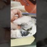 【トラフグの磨き】三枚におろしててっちりを作ります！ #Shorts