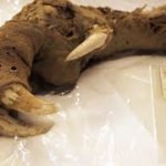 What They Discovered in a Cave Shocked the Whole World