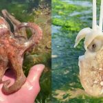 Catching Seafood ?? ASMR Relaxing (Catch Shark , Catch Fish ,Deep Sea Monster ) – Tik Tok #375