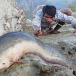 FINDING FISH UNDER THE ROCKS | Find Fish Under The Rocks In Dry Place River Side