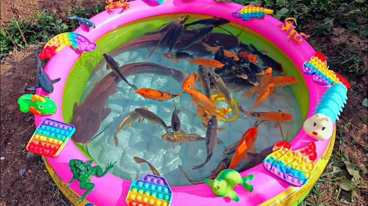 Mancing ikan hias dikolam, ikan lele, ikan cupang, ikan koi, ikan mas, kura kura asli, hiu.part285