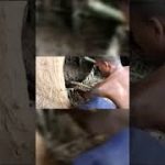 Primitive building #shorts #бассейны #примитивные технология   #своими руками #строительство