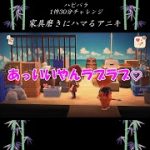 【あつ森】【ハピパラ】家具磨きにハマるアニキ【ちささこアニキの切り抜き動画】#Shorts