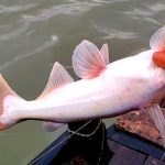 Sundarban fishing । মাছের ঝাঁকে বড়শি পড়েছিল আজ । Catfish । Sundarban । Hook fishing