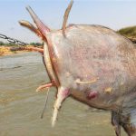 Unbelievable Fishing Method River Deep Hole Underground Monster Catching With Chicken #fishing_2022