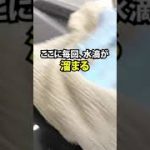 #shorts ジミ放置すると塗装が痛む！？ウォータースポットの簡単な取り方 ！