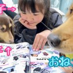 姉達の楽しそうな女子力磨きにどうしても参加したい「おねえ犬」クッキー?【ゴールデンレトリバーとミニチュアダックスフンド】