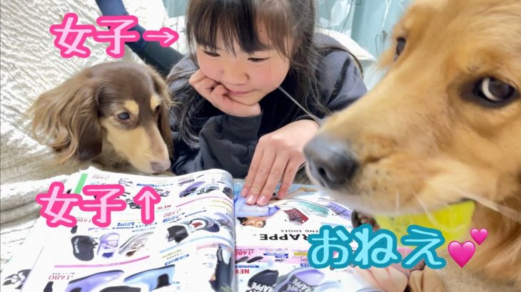 姉達の楽しそうな女子力磨きにどうしても参加したい「おねえ犬」クッキー?【ゴールデンレトリバーとミニチュアダックスフンド】