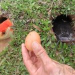 Experiment: FISH VS CHICKEN EGGS !!! Catch fish from the underground hole with snakes