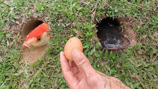 Experiment: FISH VS CHICKEN EGGS !!! Catch fish from the underground hole with snakes