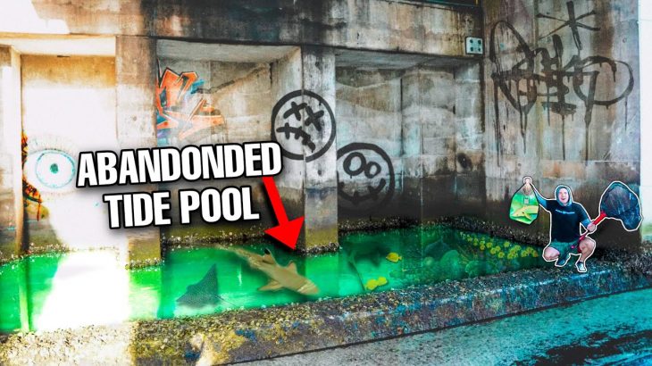 Finding Fish In ABANDONED TIDE POOL for My SALTWATER POND! (5000 Gallons)