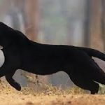 Nieustraszony duch lasu! Do czego zdolna jest czarna pantera?