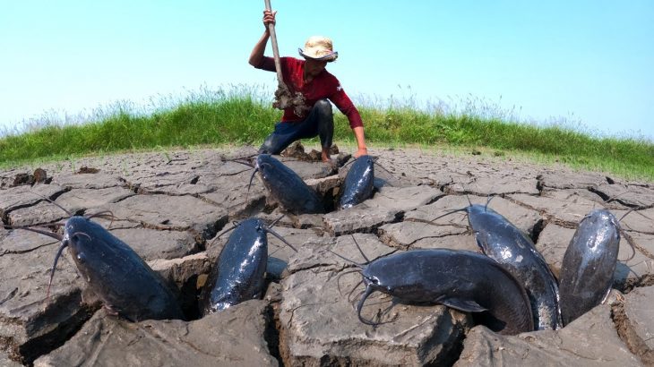 Oh! Unique fishing – a lots of catch monster catfish in underground at field when dry season by hand