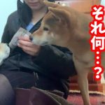 靴磨きに奮闘する母を見守りにきたかと思いきや大泣きし始めた柴犬