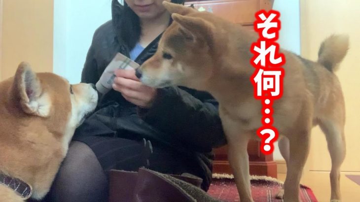 靴磨きに奮闘する母を見守りにきたかと思いきや大泣きし始めた柴犬