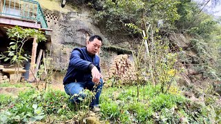 石屋金菊外送千里，花园整理迎春！