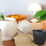 【掃除、料理、ガーデニング】築10年のシンクを鏡面磨き｜室内ガーデニング｜観葉植物のある暮らし