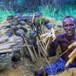 CULTIVATION and HARVESTING of PALMYRA TUBER | பனங்கிழங்கு விதைத்து அறுவடை  Village Traditional Food
