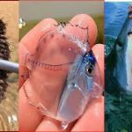 Catching Seafood ?? ASMR Relaxing (Catch Shark , Catch Fish ,Deep Sea Monster ) #421
