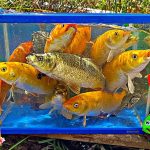 Mancing ikan hias, anak ayam lucu berenang, ikan lele, ikan mas, ikan cupang, kura kura.part338