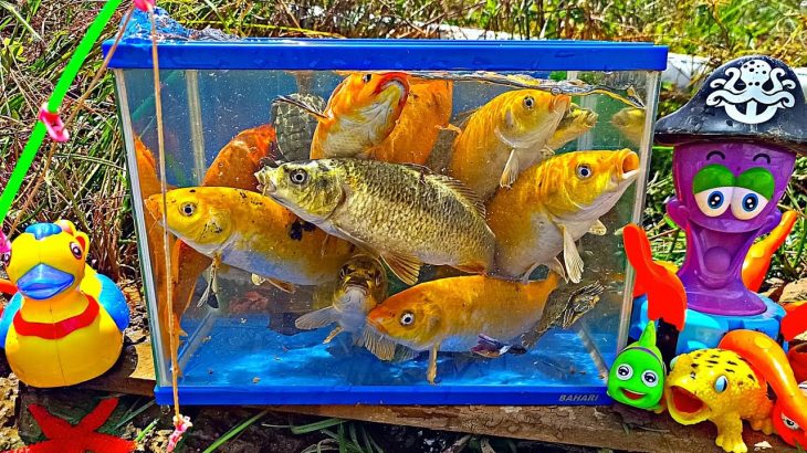 Mancing ikan hias, anak ayam lucu berenang, ikan lele, ikan mas, ikan cupang, kura kura.part338