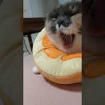 #shorts つく、寝る前に歯を磨きなさいよ〜#cat #かわいい ＃つくね#はみがき ＃オレンジ