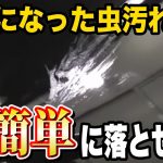 車についた虫汚れの落とし方！放置してはいけない理由とは？洗車のプロが経験をお話します！