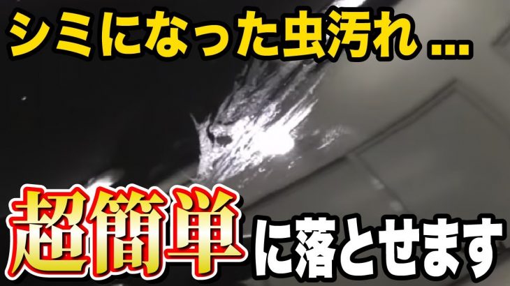 車についた虫汚れの落とし方！放置してはいけない理由とは？洗車のプロが経験をお話します！