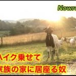 ナウロという小さな街でもう一泊することに　靴磨き世界一周アジア編20日目