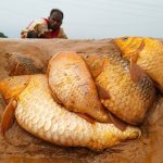 Amazing Smart Search & Catch Big Fish By Hand In Underground River Dry Place #fishing_dry_place