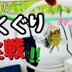 金魚と一緒に芸を磨きます。｜Goldfish and tricks.