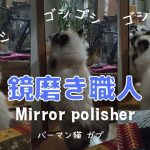バーマン猫ガブは夜になると鏡を磨く【鏡磨き職人】Mirror polisher（バーマン猫）Birnan/Cat