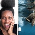 Swimming with a MILLION sardines Moalboal ?? || Cebu, The Philippines