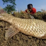 Wow Amazing Hand Fishing Video Dry Paddy Field Underground Big Fish Catching By Hand #fishing