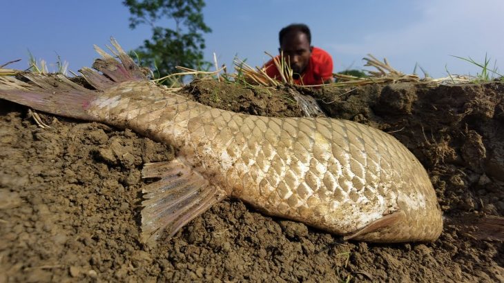 Wow Amazing Hand Fishing Video Dry Paddy Field Underground Big Fish Catching By Hand #fishing