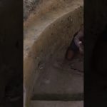 Build The Greatness Kings Underground Temple & Swimming Pool And Feed Crocodile #primitive #shorts