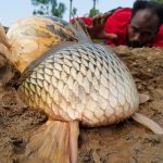 Catching So Many Deep Underground Alive Fish Tank In River Dry Place And Catch By Hand #fishing